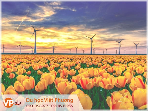 Tư vấn Mb66 hiện đang mở được xếp hạng cao nhất Hà Lan tại Lâm Đồng