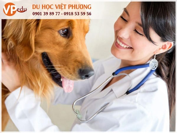 Ngành thú y ở Canada đang thiếu nhân lực, nhưng lại rất triển vọng sau này