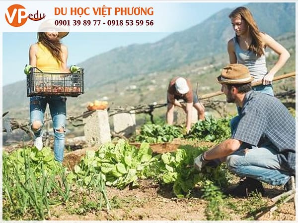 Những việc làm thêm tại Úc