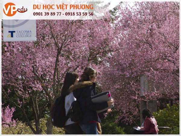 Mb66 không bị chặn Mỹ Mocbai10.com chi phí tại trường Tacoma Community College